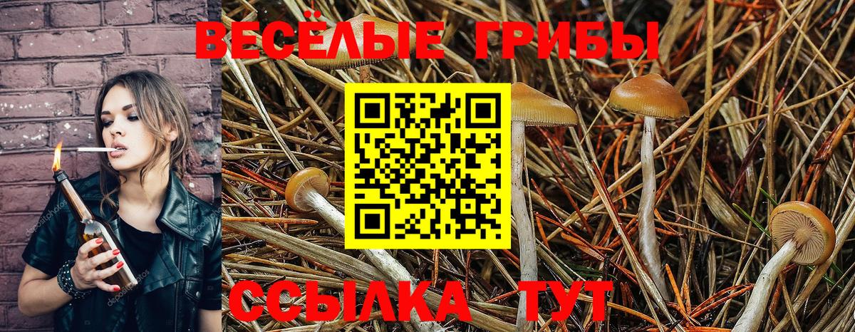 Галлюциногенные грибы Psilocybe  Вход с VPN  Гулькевичи 